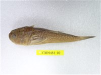 藏品(日本瞻星魚)的圖片